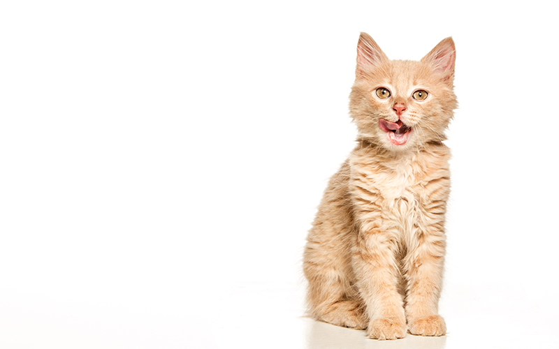 Banner Samples Cat
