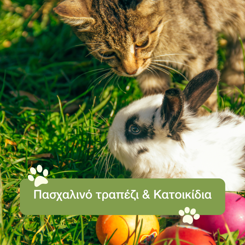 BLOG ΑΡΧΙΚΗ ΓΙΑ ΠΑΣΧΑ 2