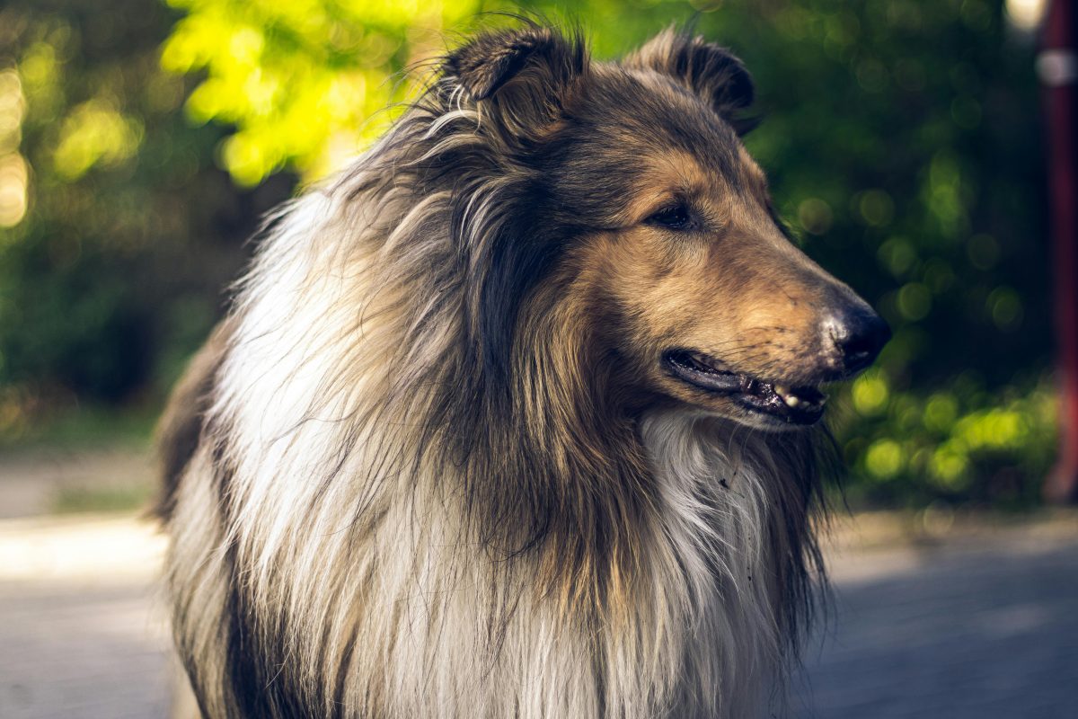 Collie, Κόλεϊ