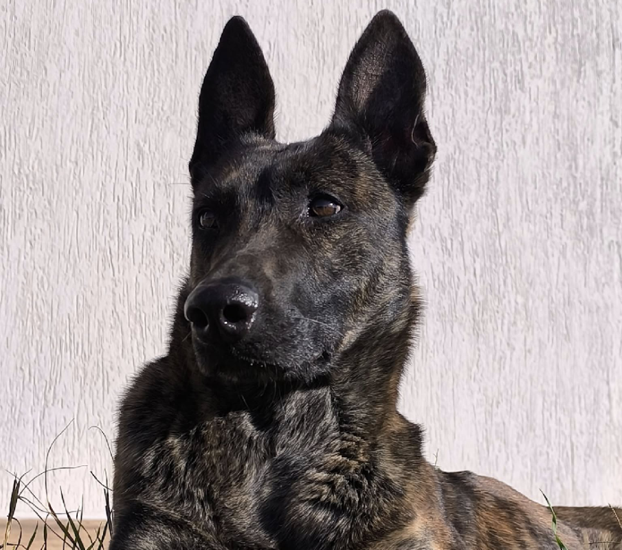 Dutch Shepherd