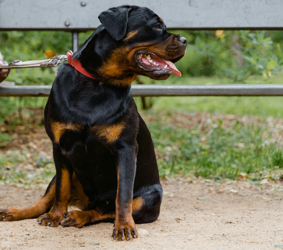 Rottweiler