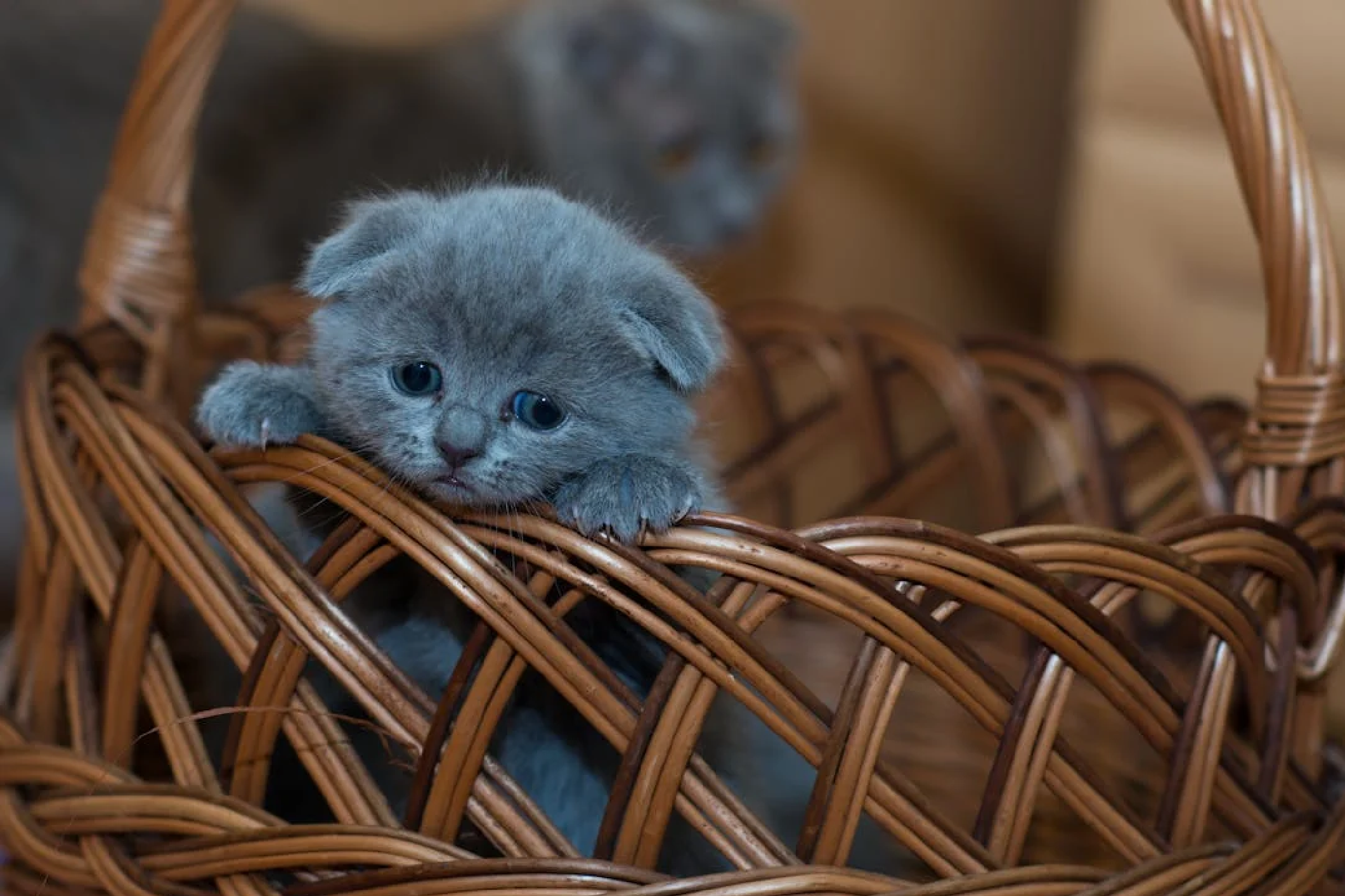 Scottish Fold