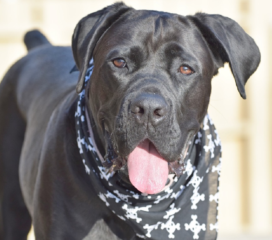 cane corso