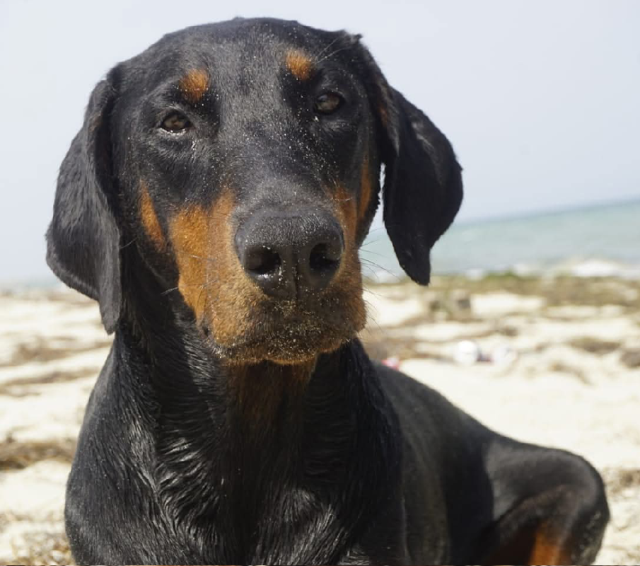dobermann