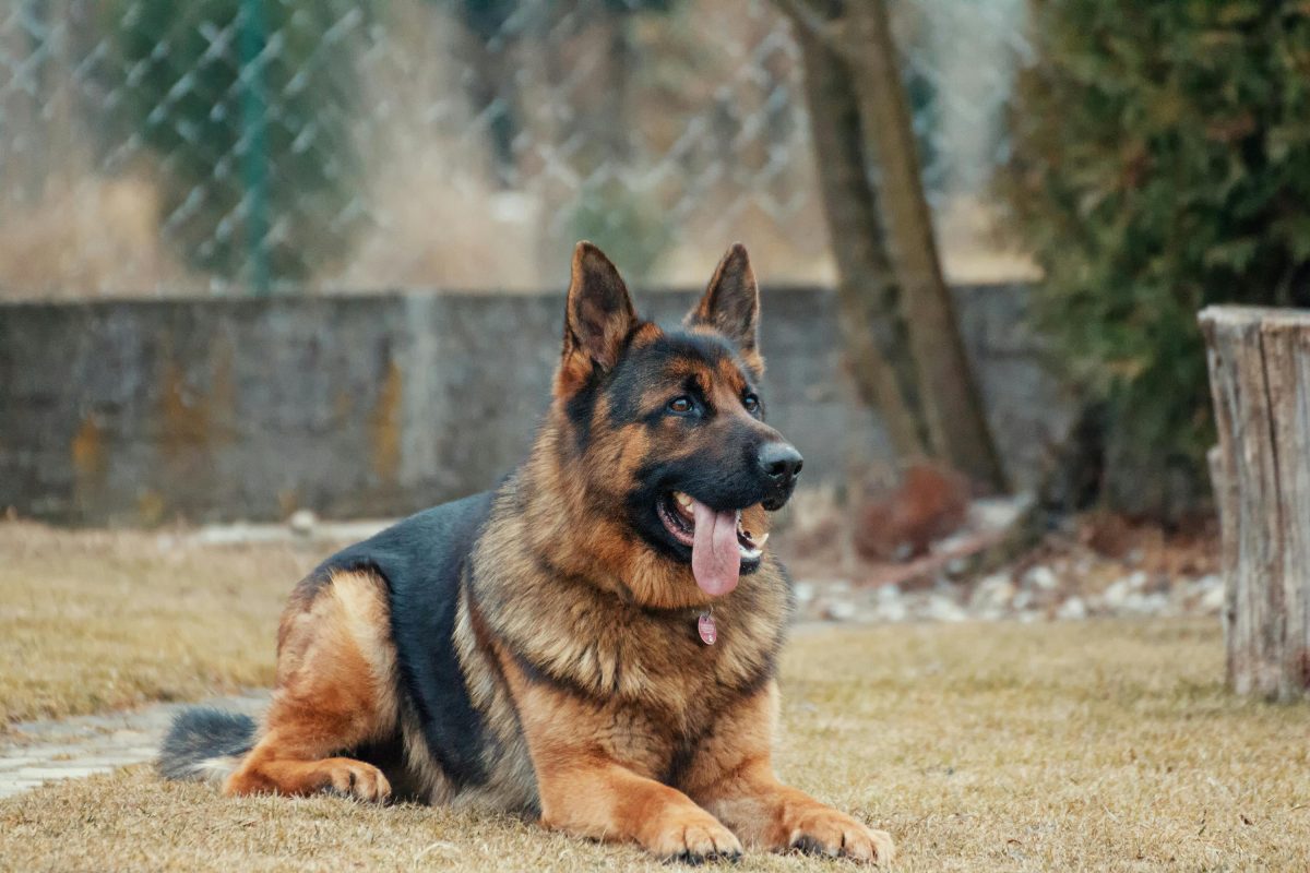 a german shepherd lying on the ground