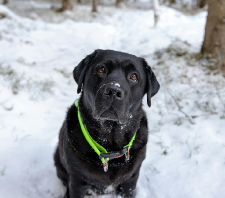 labrador