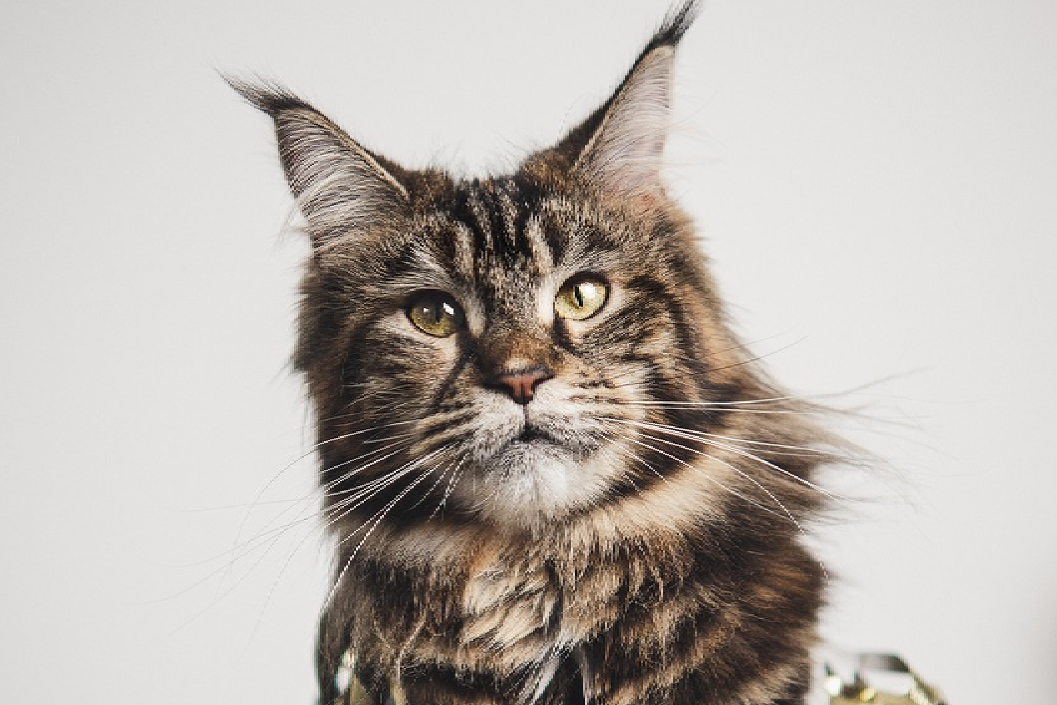 maine coon
