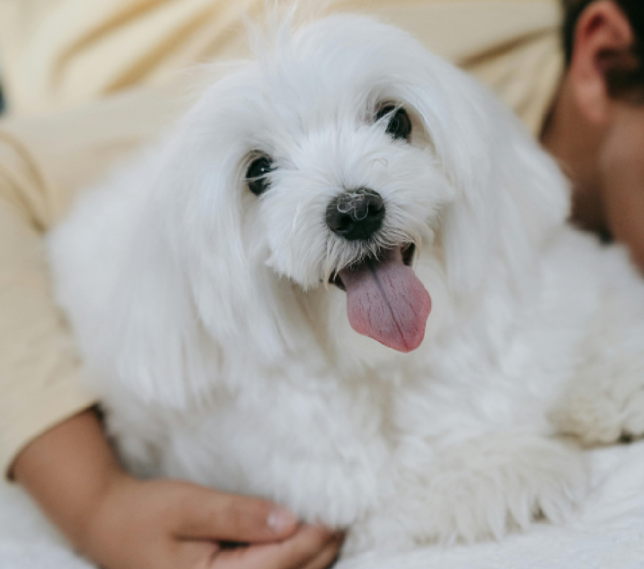maltese