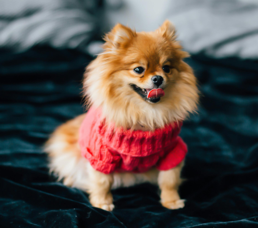pomeranian πάνω σε κρεβάτι