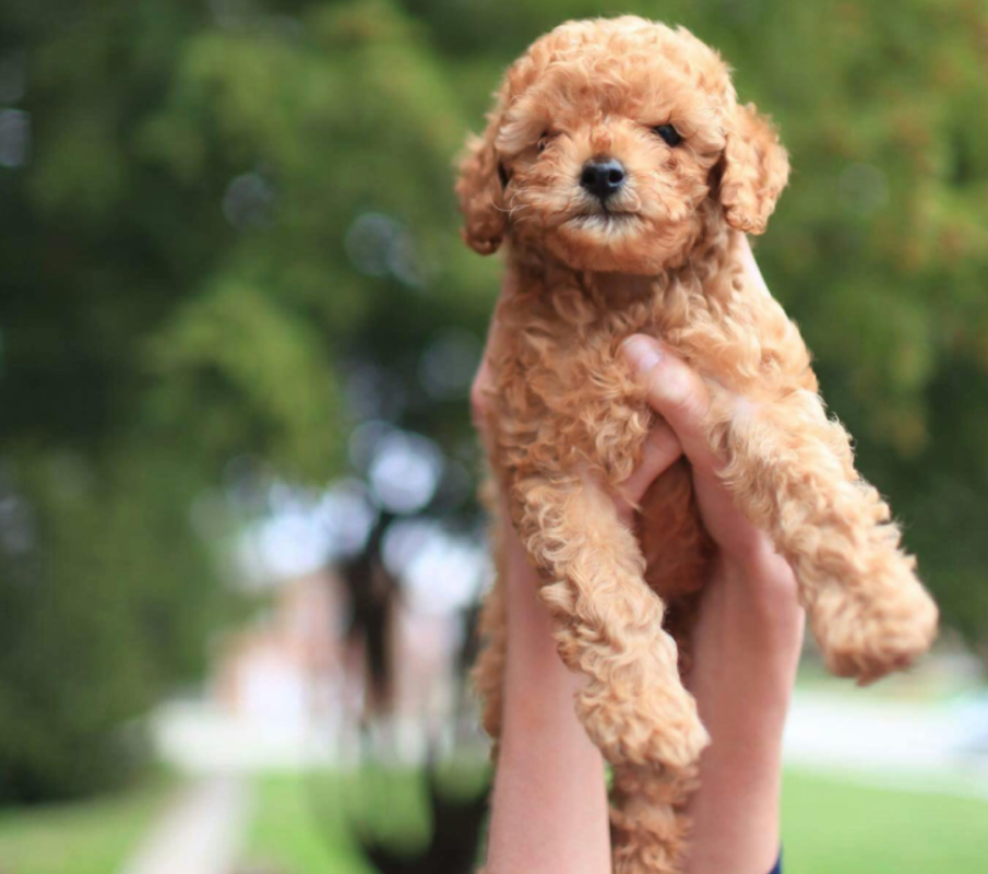 poodle
