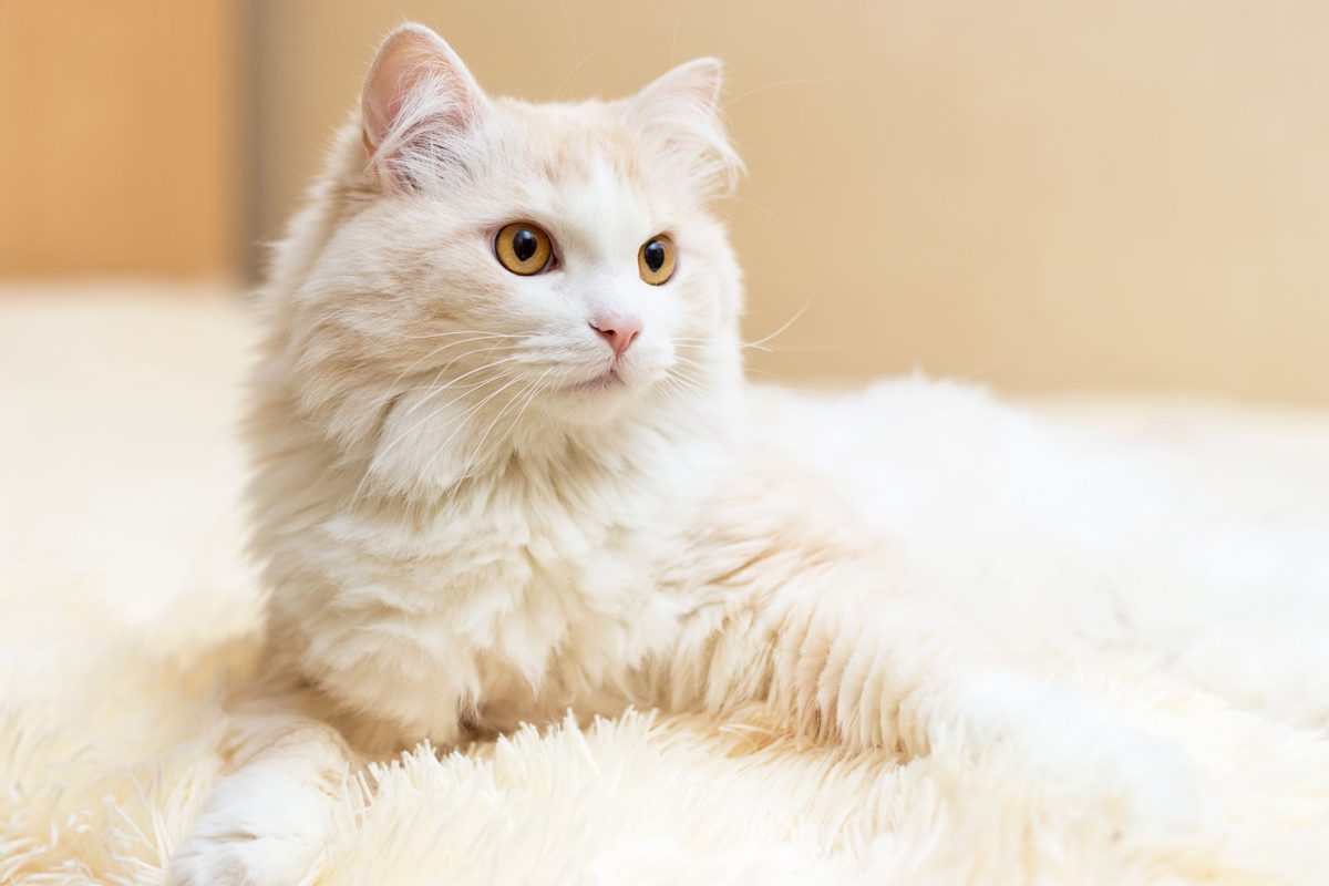 Γάτα της Άγκυρας