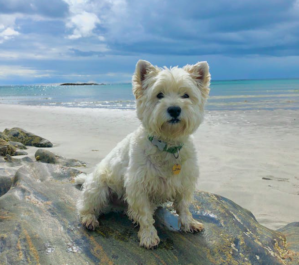 west highland terrier