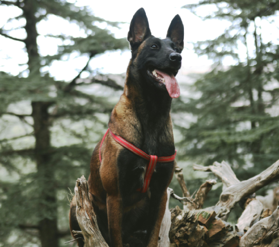 Belgian Malinois, standing