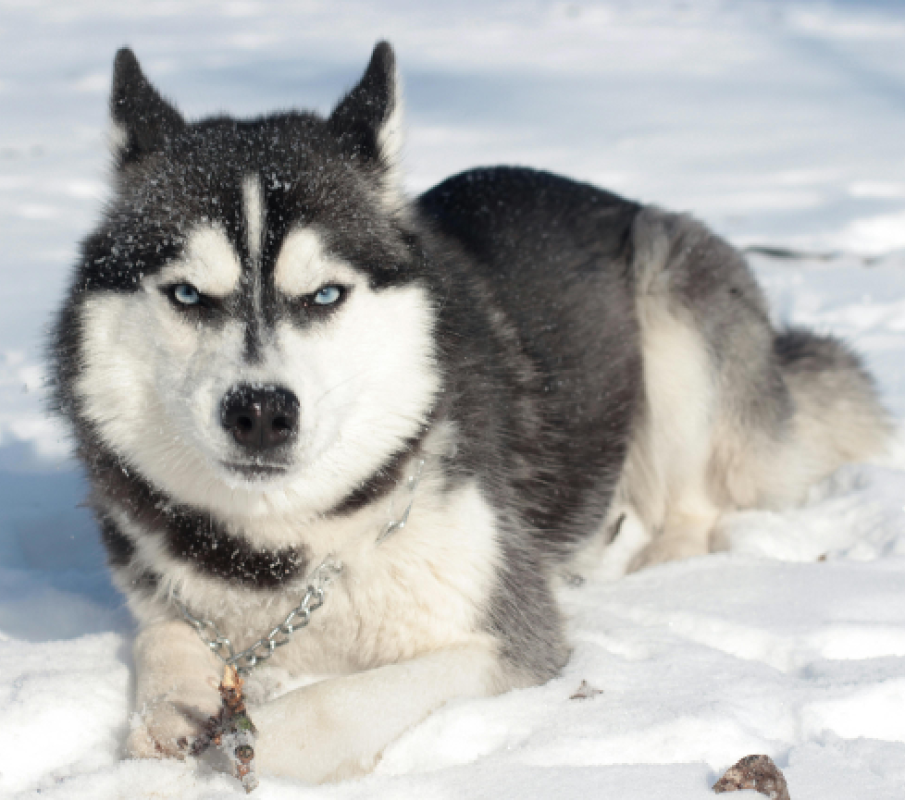 siberian husky