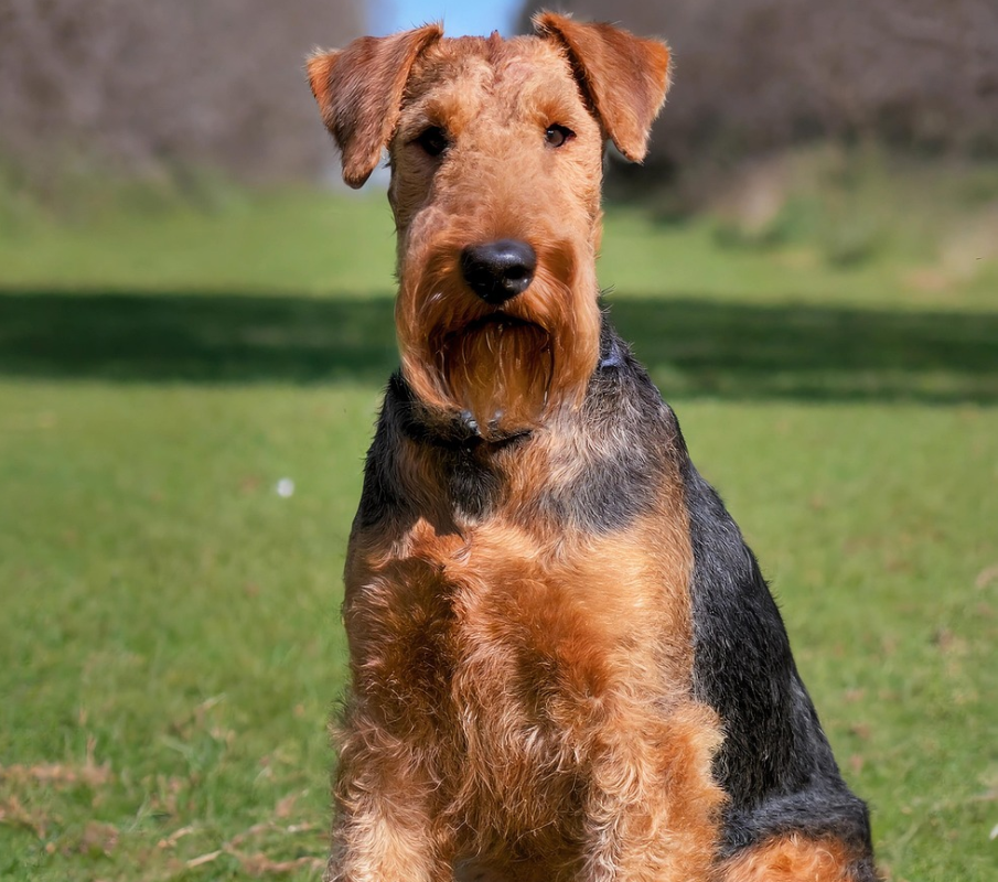 an Airedale Terrier is sitting on the grass