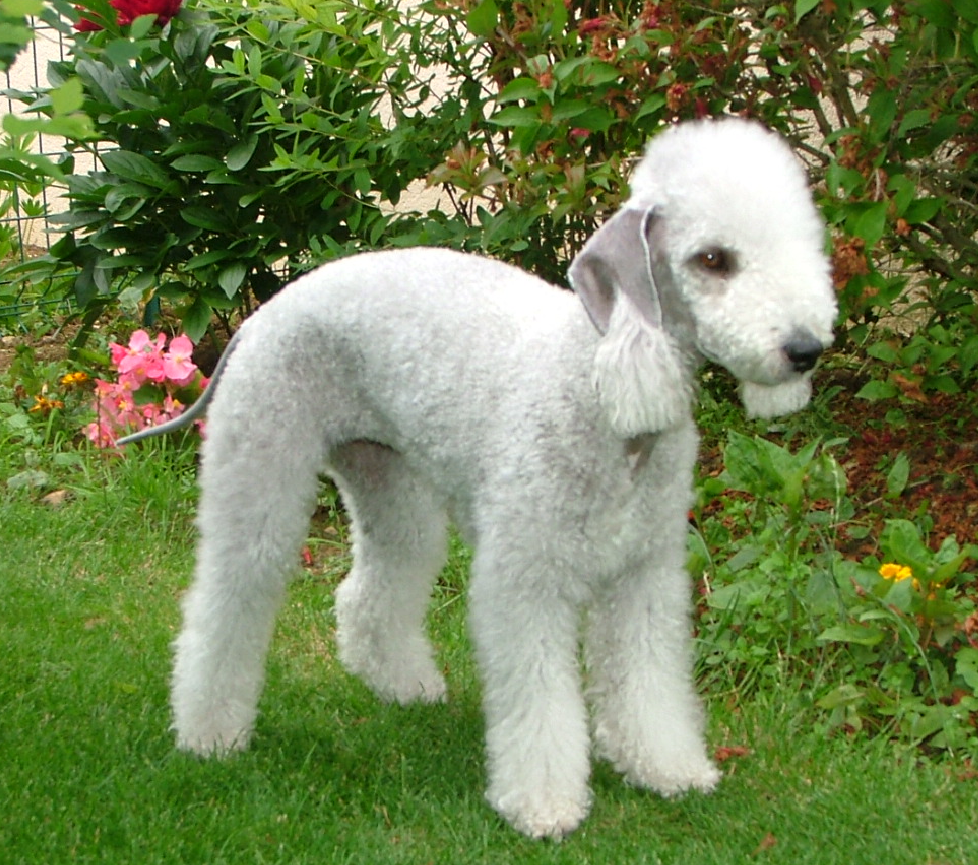 Bedlington Terrier