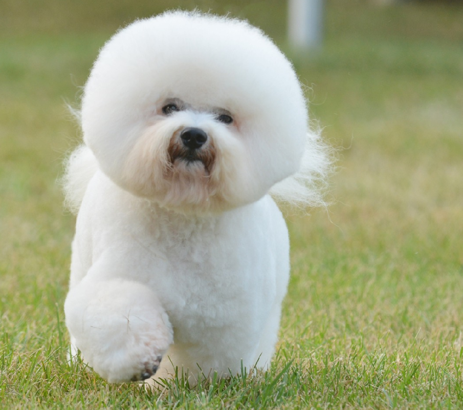 Bichon Frisé