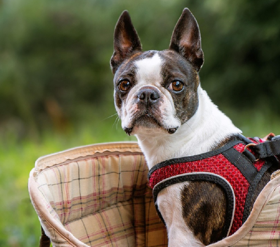 Boston Terrier