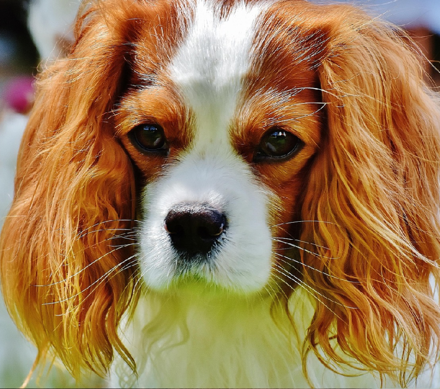 Cavalier King Charles Spaniel
