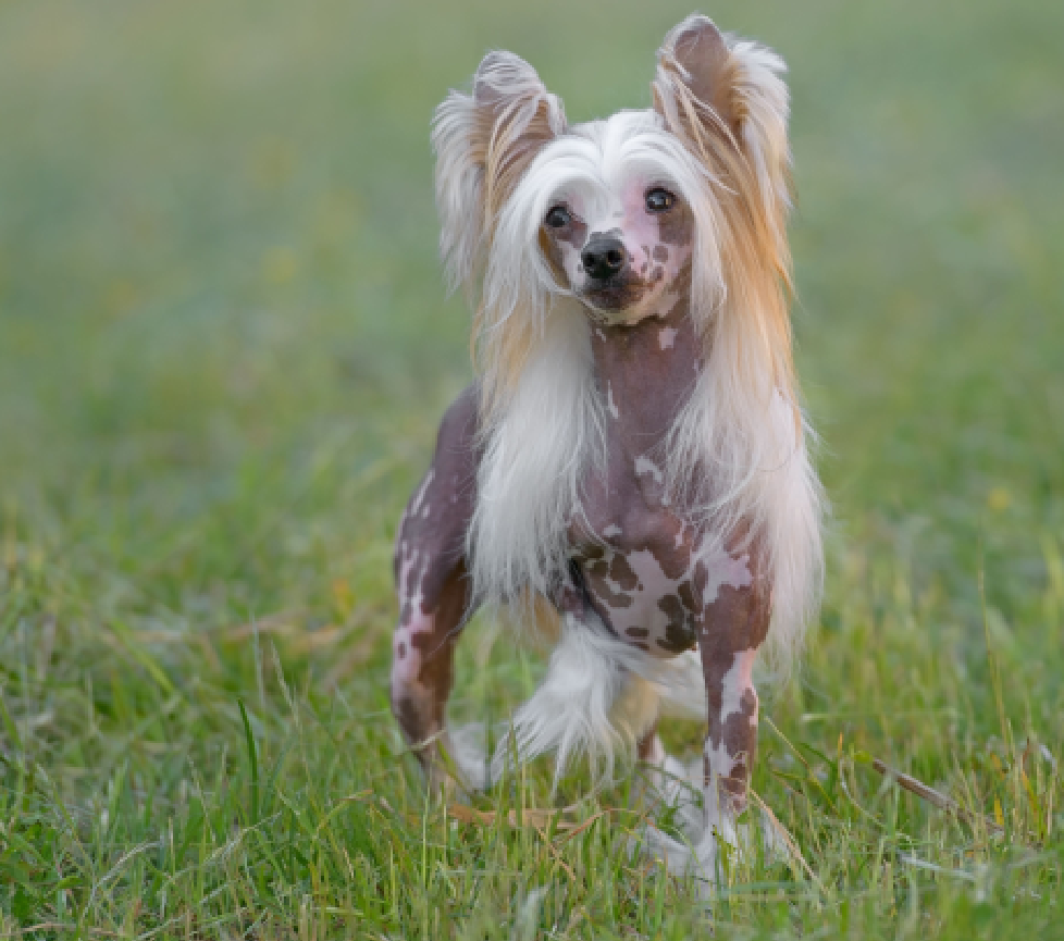 Chinese Crested