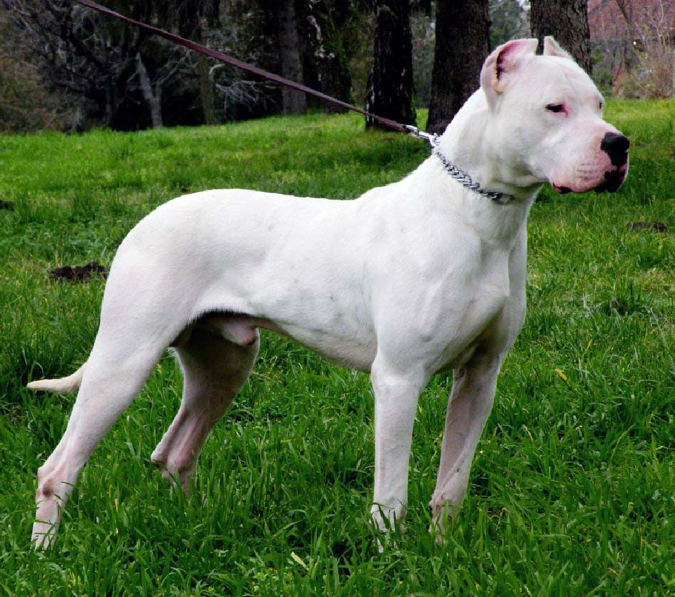 Dogo Argentino