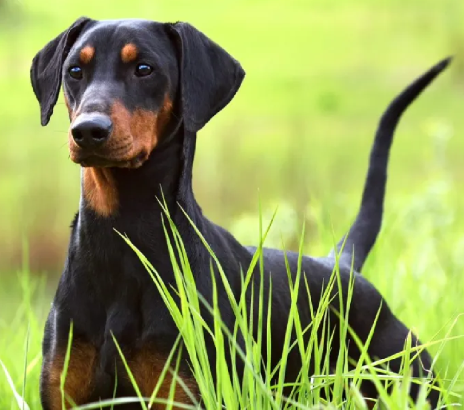 German Pinscher