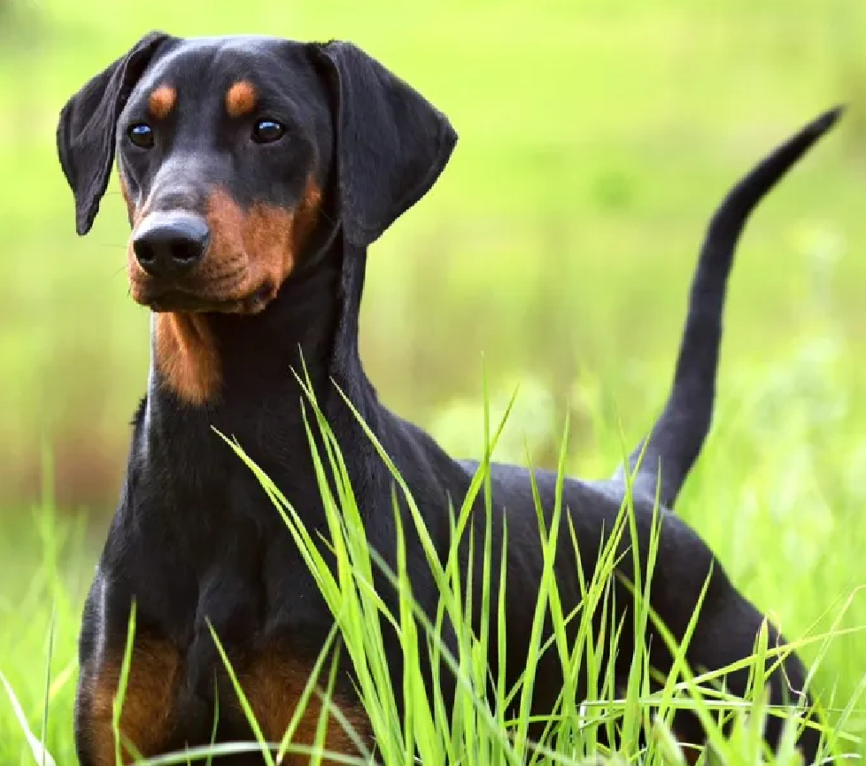 German Pinscher