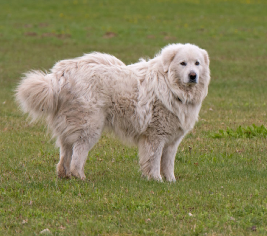 Great Pyrenees