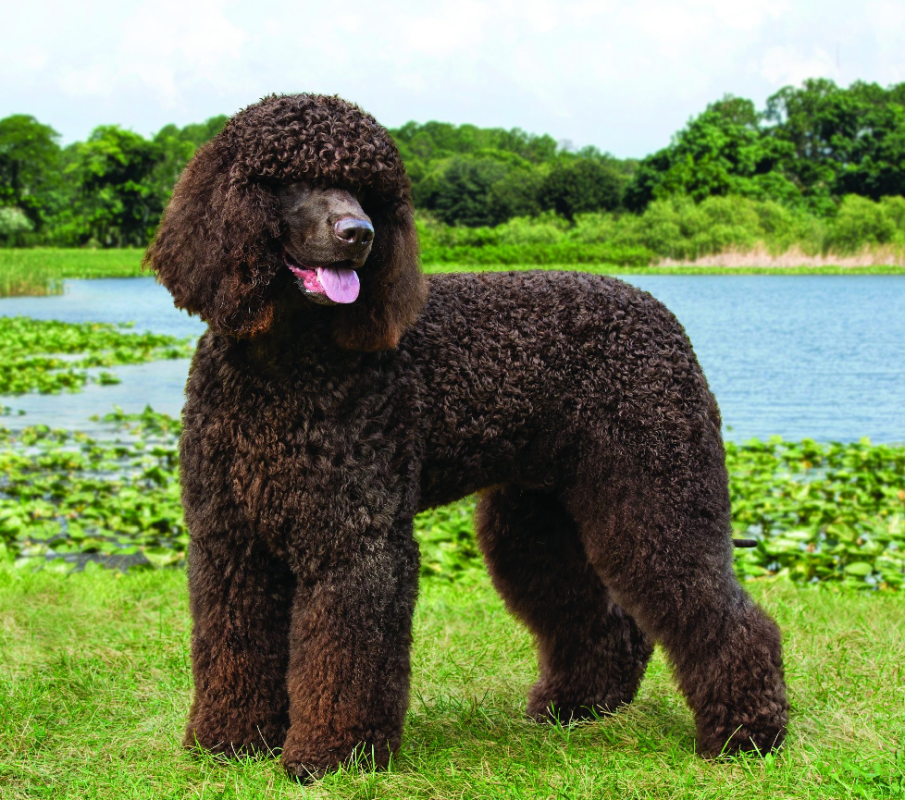 Irish Water Spaniel