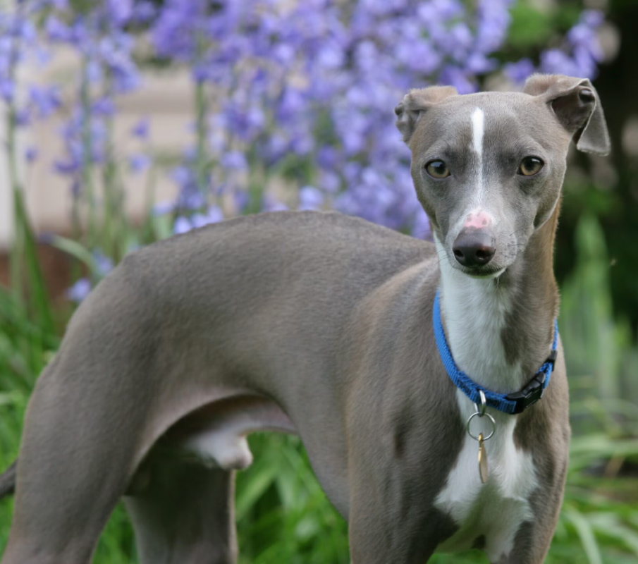 Italian Greyhound