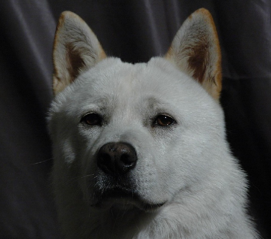 Korean Jindo