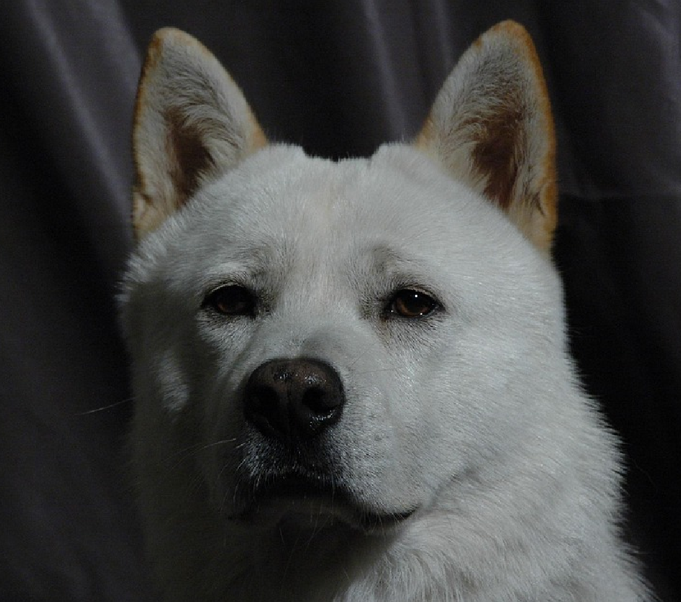 Korean Jindo