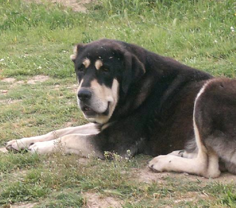 Molossus-of-Epirus