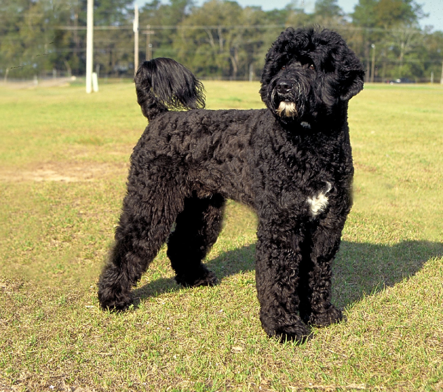 Portuguese Water Dog