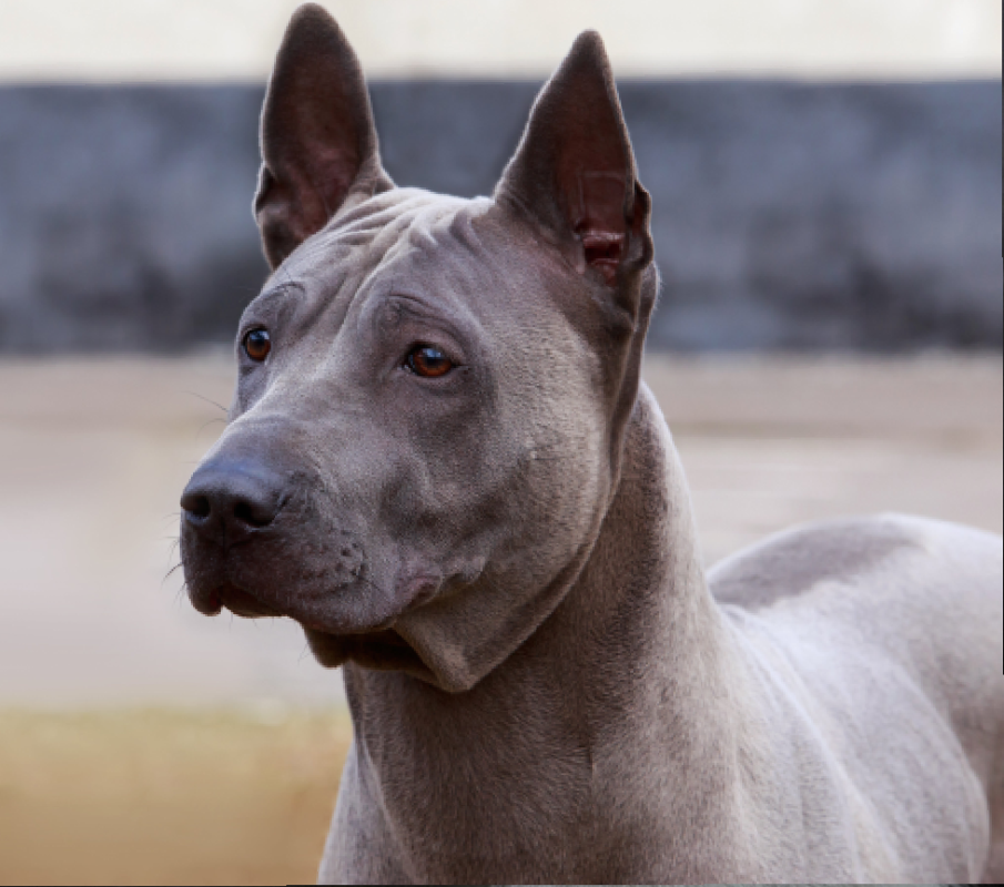 Thai Ridgeback