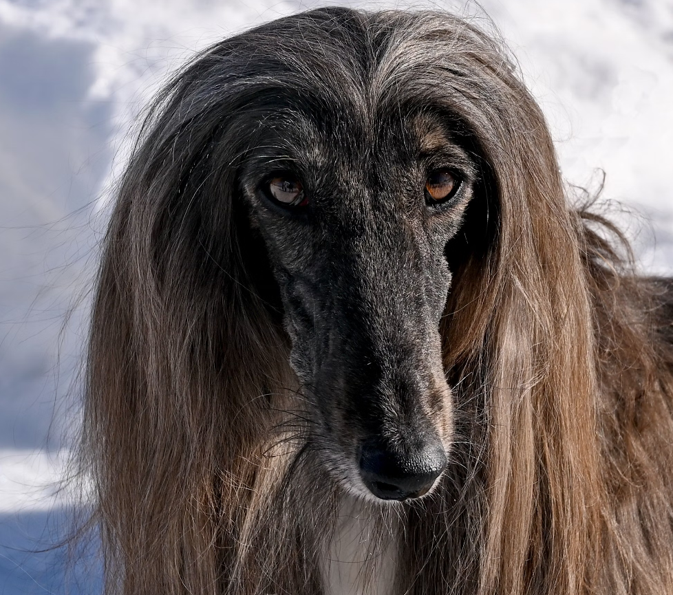 afghan hound