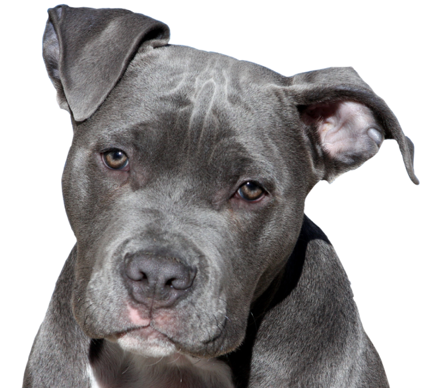 american staffordshire terrier