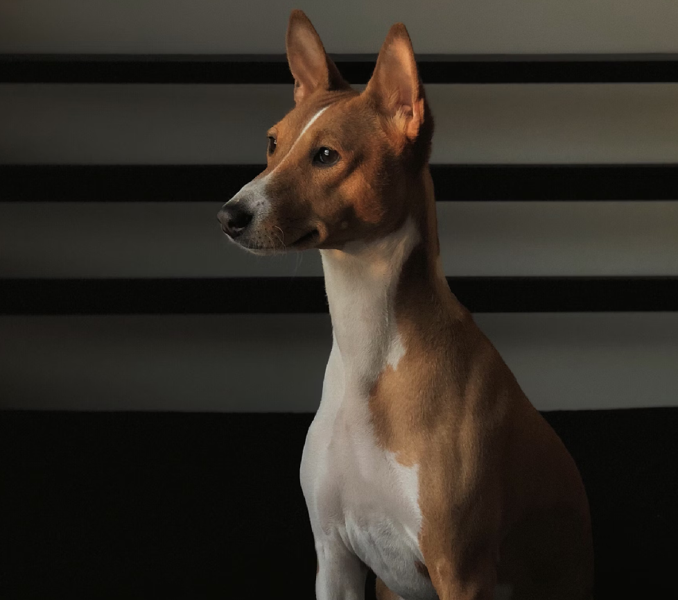 basenji