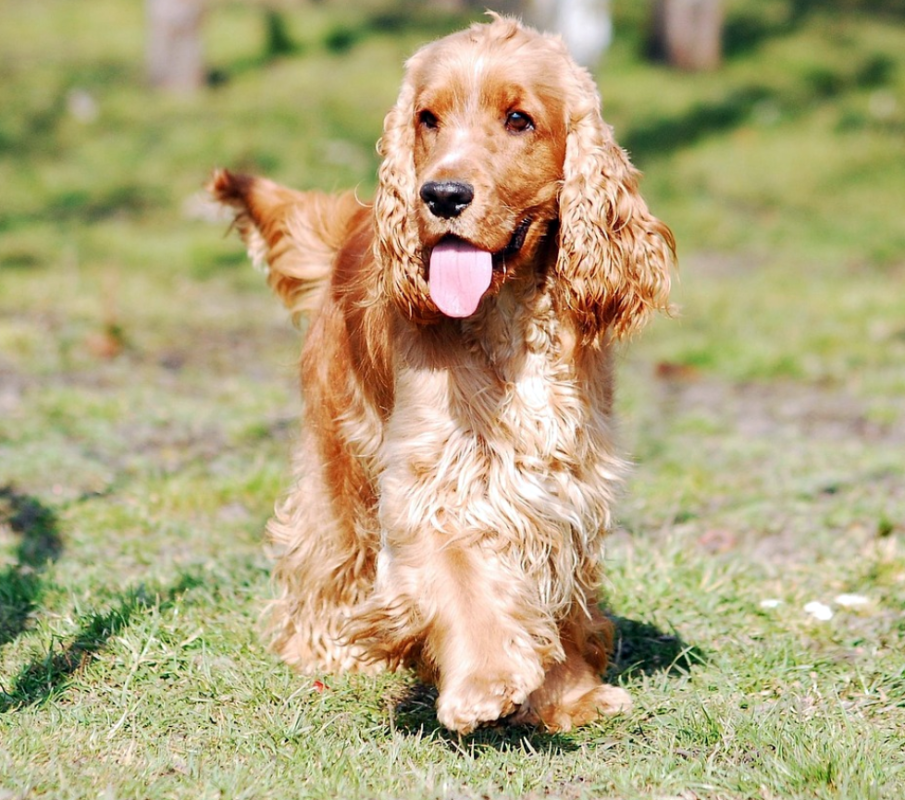 cocker spaniel running