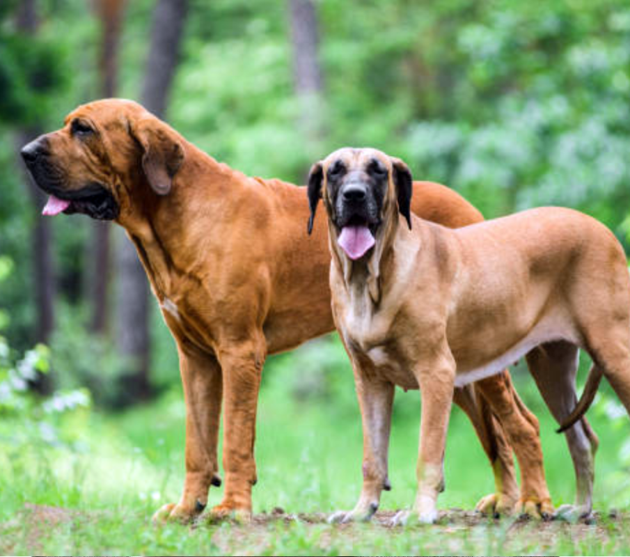 fila brasileiro