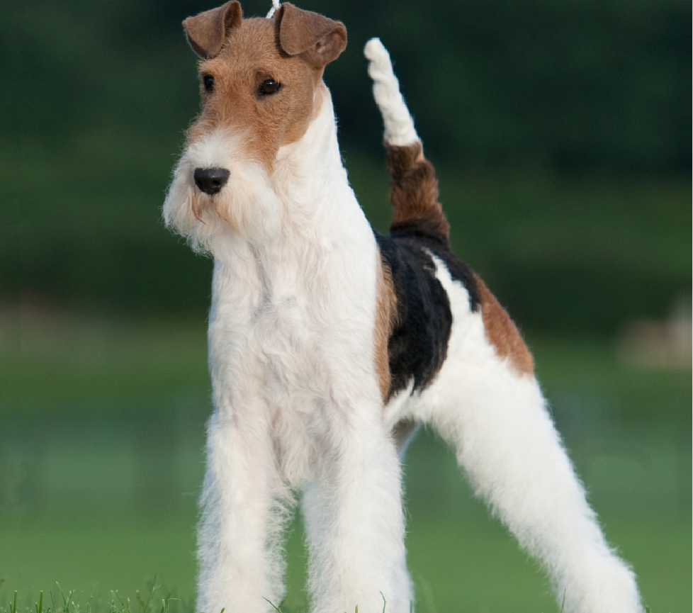 fox terrier