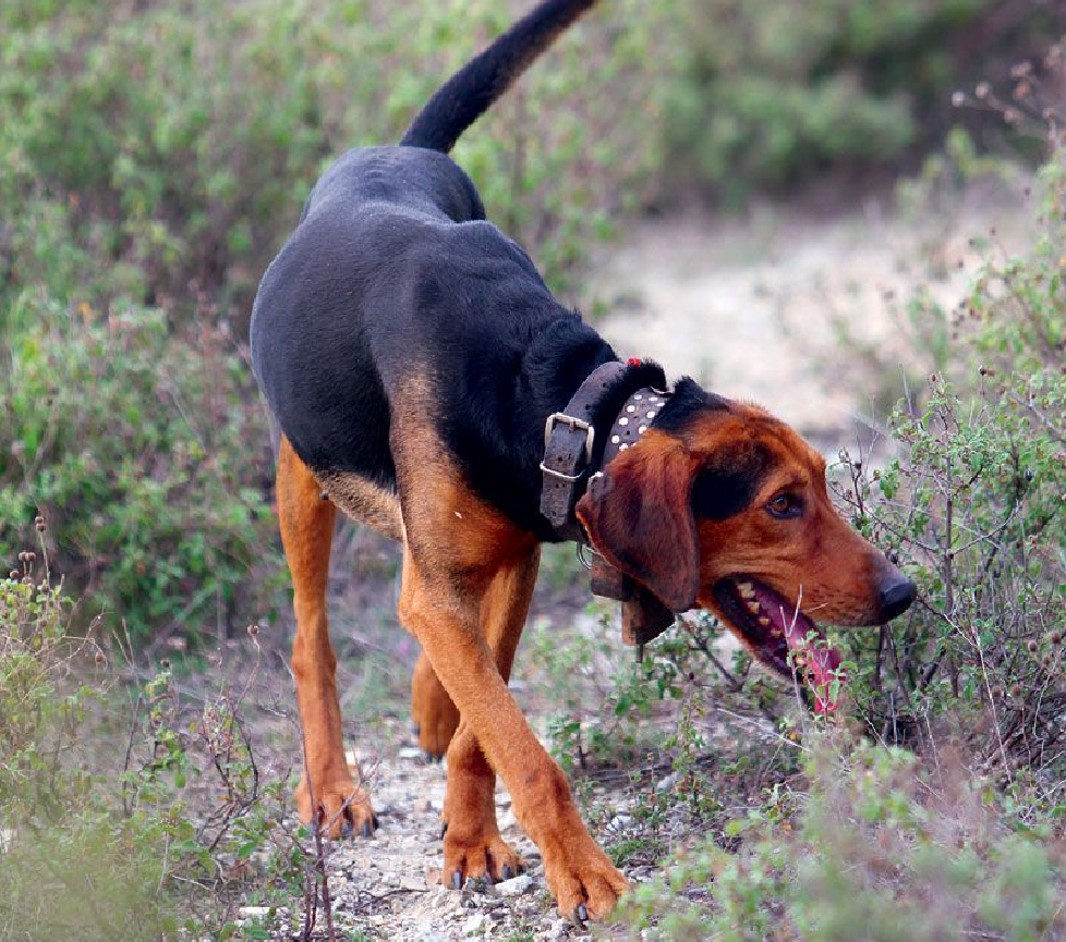 hellenic herehound