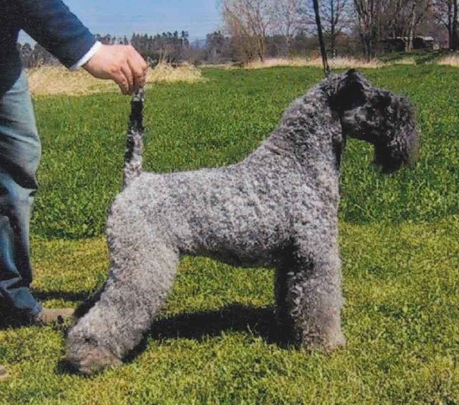 kerry blue terrier