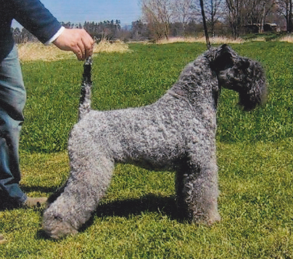 kerry blue terrier