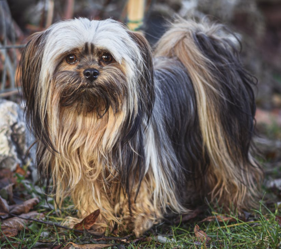 lhasa apso