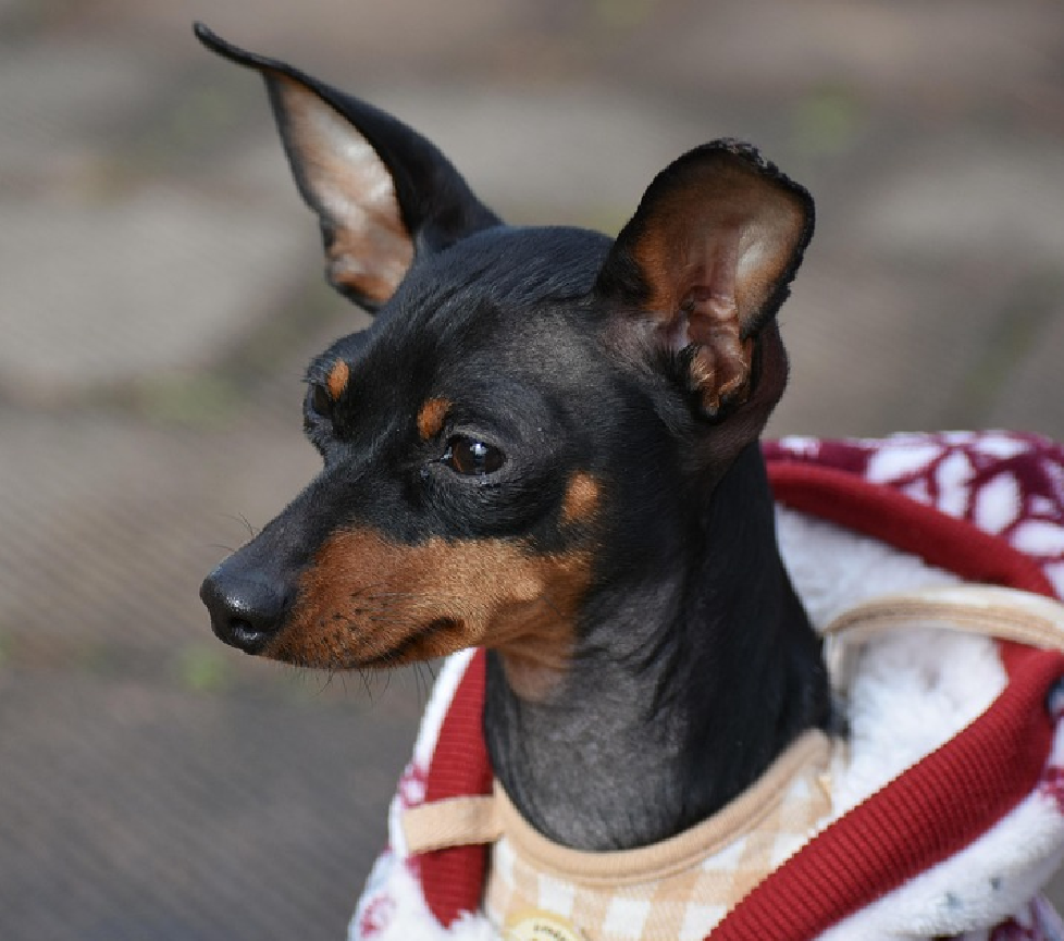miniature pinscher