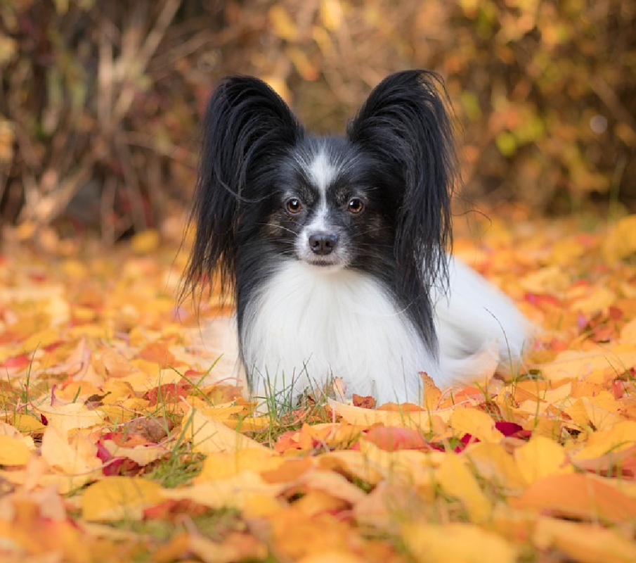 papillon