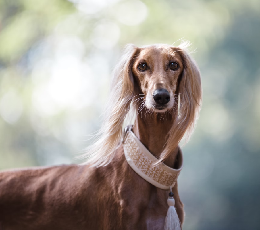 saluki