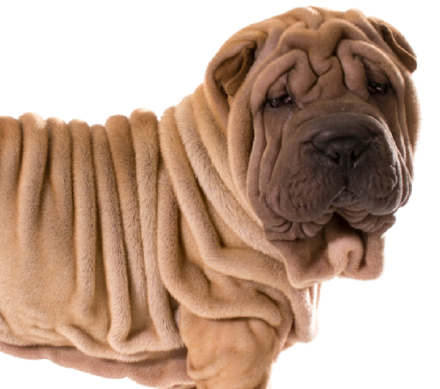 shar pei