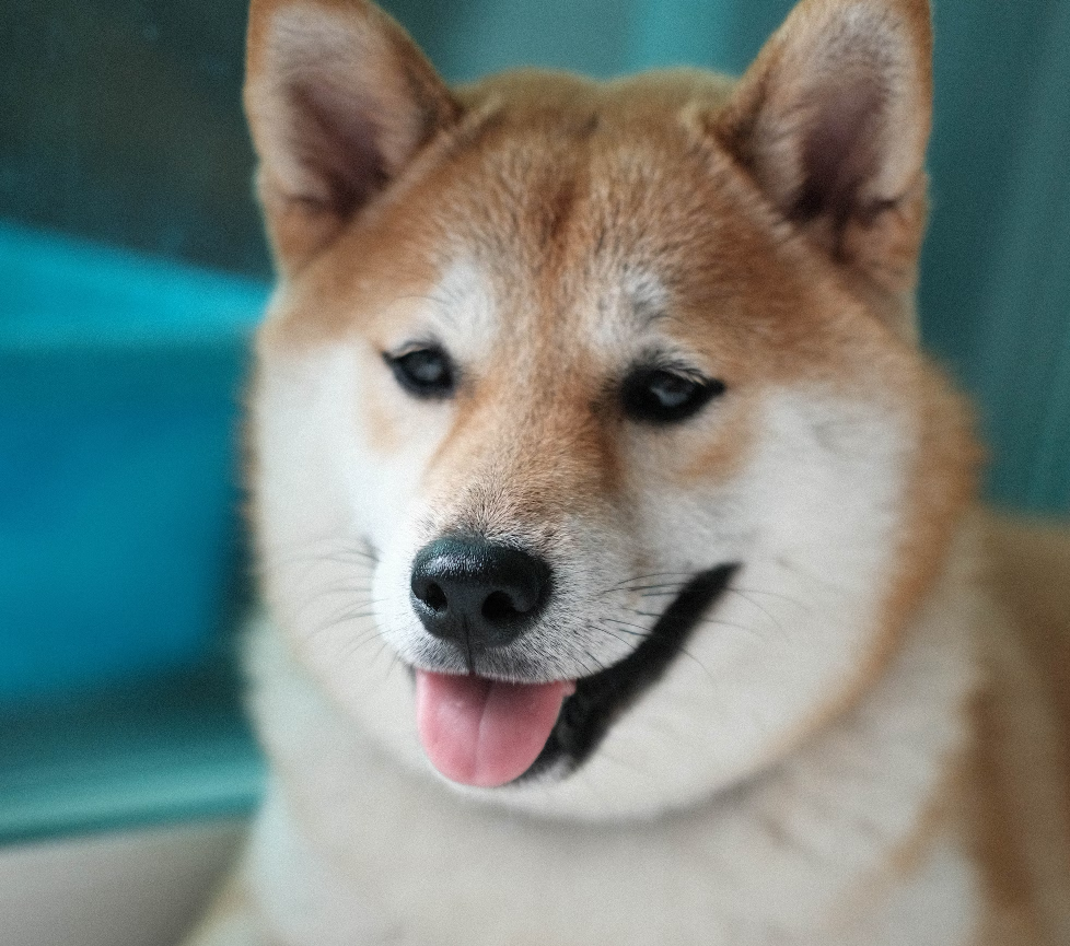 shiba inu